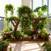 6-Tier Carbonised Triangle Corner Plant Stand — Pine & Metal, Stained Brown